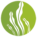Seaweed Fertilizer